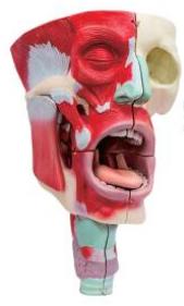 鼻、口、咽喉腔分解模型